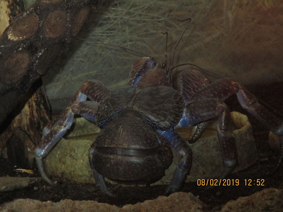 Coconut crab - Birgus latro  Birgus latro,Coconut crab,Geotagged,Summer,United States