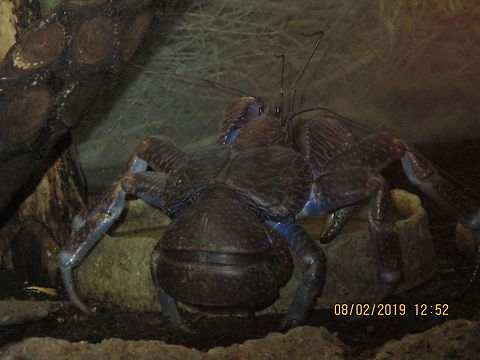 Coconut crab - Birgus latro  Birgus latro,Coconut crab,Geotagged,Summer,United States