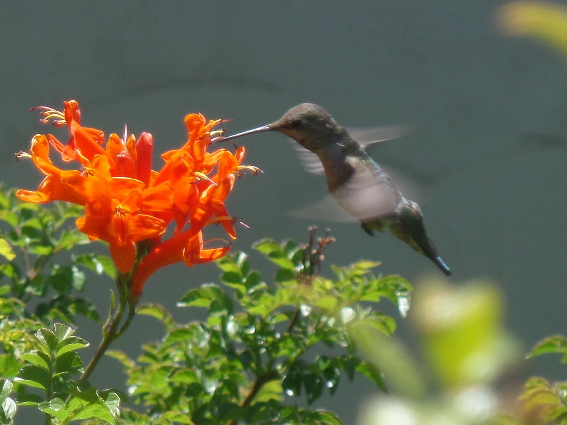 Anna's Hummingbird? This hummingbird, and about 20 others love this bush in our backyard. Annas hummingbird,Calypte anna,Geotagged,Spring,United States