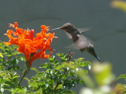 Anna's Hummingbird? This hummingbird, and about 20 others love this bush in our backyard. Annas hummingbird,Calypte anna,Geotagged,Spring,United States