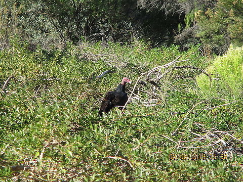 Turkey Vulture  Cathartes aura,Geotagged,Summer,Turkey Vulture,United States