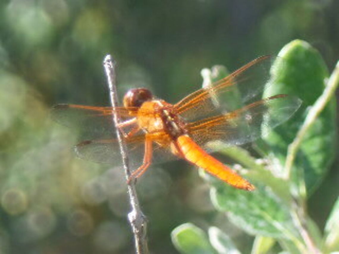 Flame Skimmer Dragonfly  Flame skimmer,Geotagged,Libellula saturata,Summer,United States