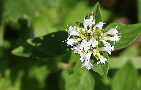 Wild Marjoram - white variety An example of white flowered marjoram Cumbria,Oregano,Origanum vulgare,Smardale