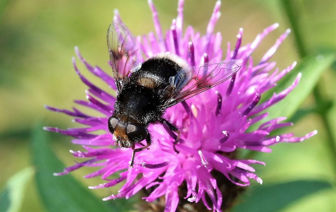 Furry Dronefly - a hoverfly A fairly common hoverfly Cumbria,Eristalis intricaria,Furry Dronefly,Smardale