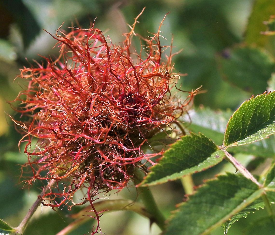 Robin's Pincushion This gall caused by the larvae of a tiny gall wasp, Dipoloepis rosae Cumbria,Diplolepis rosae,Dog Rose,Rosa canina,Rose bedeguar gall,Smardale