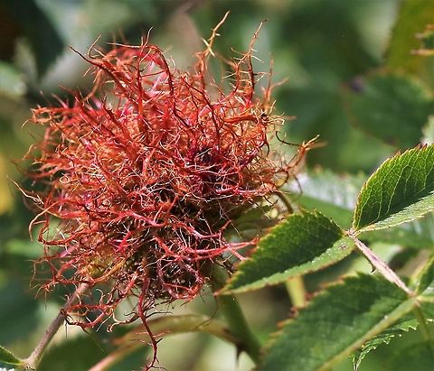 Robin's Pincushion This gall caused by the larvae of a tiny gall wasp, Dipoloepis rosae Cumbria,Diplolepis rosae,Dog Rose,Rosa canina,Rose bedeguar gall,Smardale