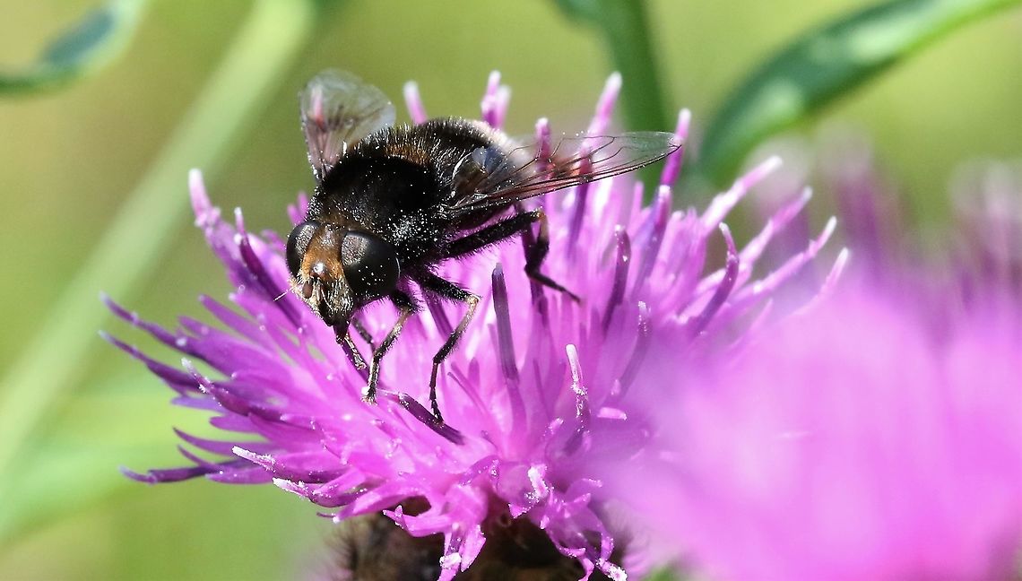 Furry Dronefly A wonderful mimic.  The black &amp; yellow tibiae distinguishes it from Merodon. Cumbria,Eristalis intricaria,Furry Dronefly,Smardale
