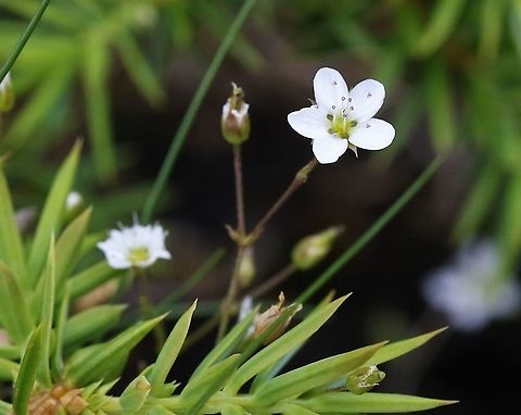Spring Sandwort Also known as Leadwort, linked to land contaminated with heavy metals.  Here, however, on a limestone pavement area. Cumbria,Hutton Roof Reserve,Minuartia verna,Spring Sandwort