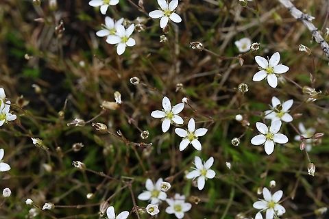 Spring Sandwort See link - https://species.nbnatlas.org/species/NBNSYS0000003052  Cumbria,Hutton Roof Reserve,Minuartia verna,Spring Sandwort