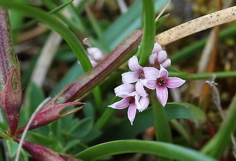 Squinancywort A very short, pretty flower on this nature reserve Asperula cynanchica,Cumbria,Hutton Roof Reserve,Squinancywort