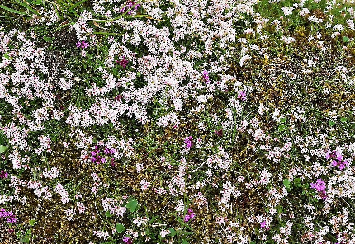 Squinancywort with a little wild thyme A tussock of this pretty, short plant Asperula cynanchica,Cumbria,Hutton Roof Reserve,Squinancywort