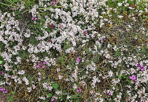 Squinancywort with a little wild thyme A tussock of this pretty, short plant Asperula cynanchica,Cumbria,Hutton Roof Reserve,Squinancywort