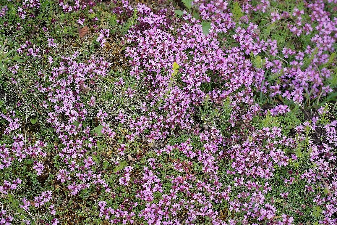 Wild Thyme Lovely aromatic, low growing wild herb which I&#039;ve seen all over the hilly and mountainous and moorland areas of the north of England and Scotland.  I know it as Thymus polytrichus but understand this is interchangeable with Thymus praecox. Cumbria,Hutton Roof Reserve,Thymus praecox,Wild Thyme
