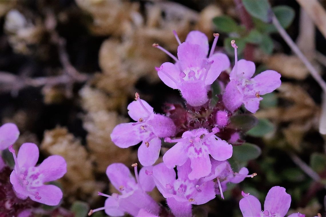 Wild Thyme Close up of the flowers of this wide-spread low growing wild herb. Cumbria,Hutton Roof Reserve,Thymus praecox,Wild Thyme