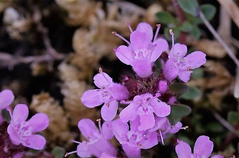 Wild Thyme Close up of the flowers of this wide-spread low growing wild herb. Cumbria,Hutton Roof Reserve,Thymus praecox,Wild Thyme