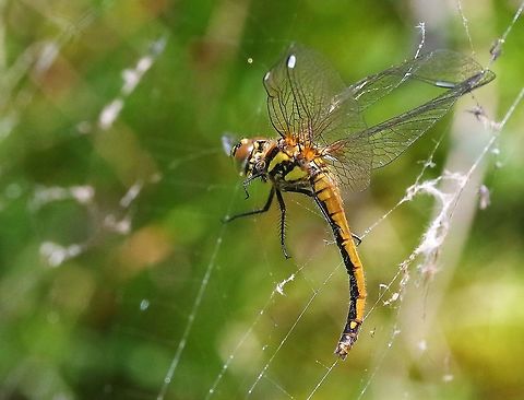 Black Darter in spider web Pondside, Black Darter having a bad day! Black darter,Cumbria,Orton Scar,Sympetrum danae