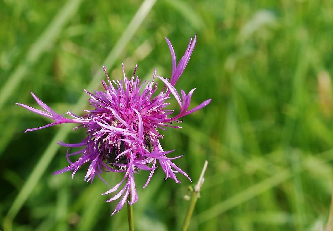 Greater Knapweed The rarer knapweed that we have in haymeadows Centaurea scabiosa,Cumbria,Greater Knapweed