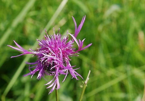 Greater Knapweed The rarer knapweed that we have in haymeadows Centaurea scabiosa,Cumbria,Greater Knapweed