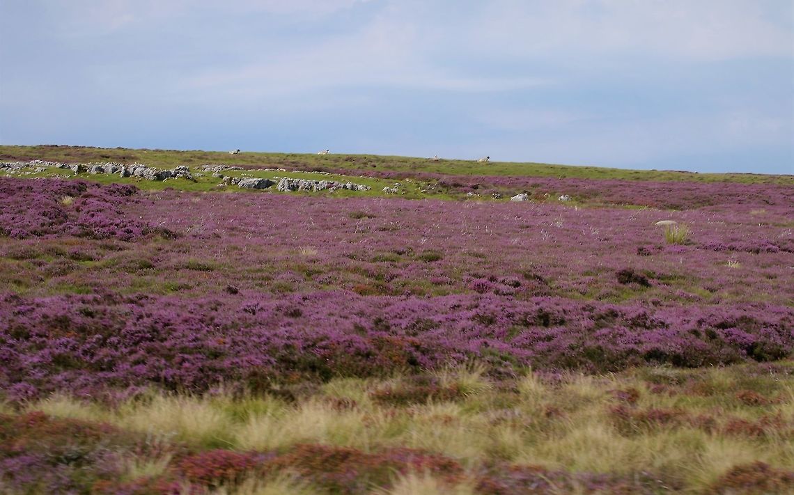 Ling August on the fells - the purple heather Calluna,Calluna vulgaris,Cumbria,Ling,Orton Scar