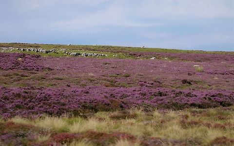 Ling August on the fells - the purple heather Calluna,Calluna vulgaris,Cumbria,Ling,Orton Scar