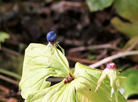 Herb Paris berry Herb Paris has one seed per plant - poisonous! Cumbria,Herb paris,Kings Meaburn,Paris quadrifolia,True lover's knot