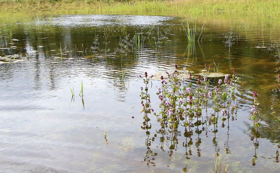 Water Mint Colonising new pond, part of a flood alleviation scheme, providing good natural habitat. Cumbria,Kings Meaburn,Mentha aquatica,Water mint