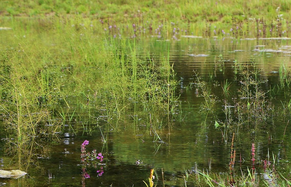 Water Plantain Colonising newly dug scrape (2nd year) as part of flood alleviation scheme Alisma plantago-aquatica,Cumbria,European water-plantain,Kings Meaburn