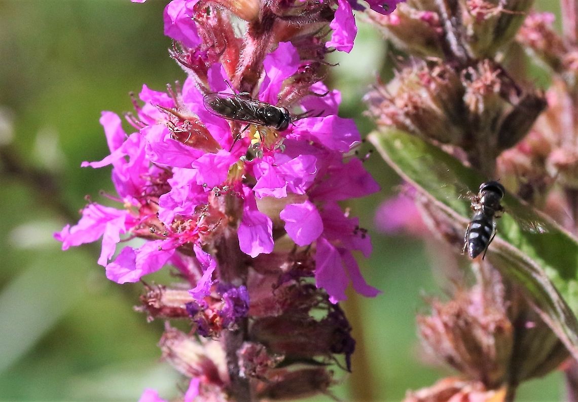White-footed Hoverfly White-footed Hoverflies on Purple Loosestrife in my garden Cumbria,Kings Meaburn,Platycheirus albimanus,White-footed Hoverfly