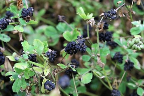 Black Medick Now that must be why it's called black medick!  Black medick gone to seed. Black medick,Cumbria,Kings Meaburn,Medicago lupulina
