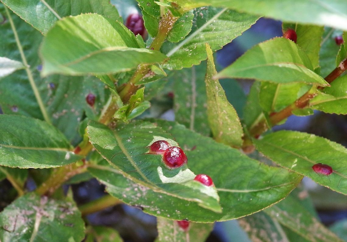 Willow Redgall Sawfly Willow Redgall Sawfly on willow growing by new scrape on the Lyvennet Cumbria,Euura proxima,Kings Meaburn,Willow Redgall Sawfly