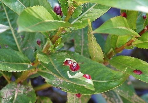 Willow Redgall Sawfly Willow Redgall Sawfly on willow growing by new scrape on the Lyvennet Cumbria,Euura proxima,Kings Meaburn,Willow Redgall Sawfly
