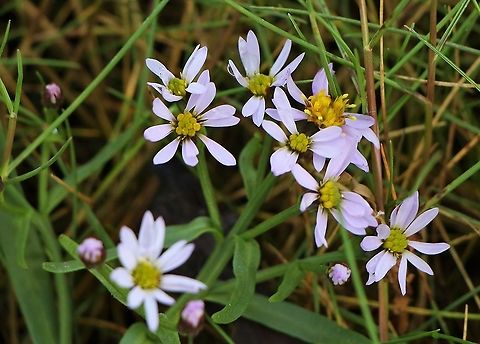 Sea Aster On the saltmarsh at Broadford, Skye Sea aster,Skye,Tripolium pannonicum