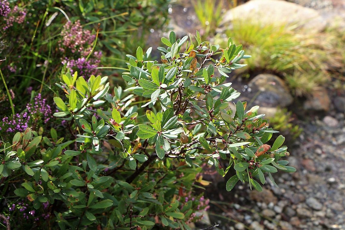 Bog Myrtle A natural insect repellent to the Scot&#039;s midge.  Heavily aromatic! Bog Myrtle,Myrica gale,Skye