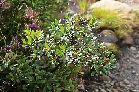Bog Myrtle A natural insect repellent to the Scot's midge.  Heavily aromatic! Bog Myrtle,Myrica gale,Skye
