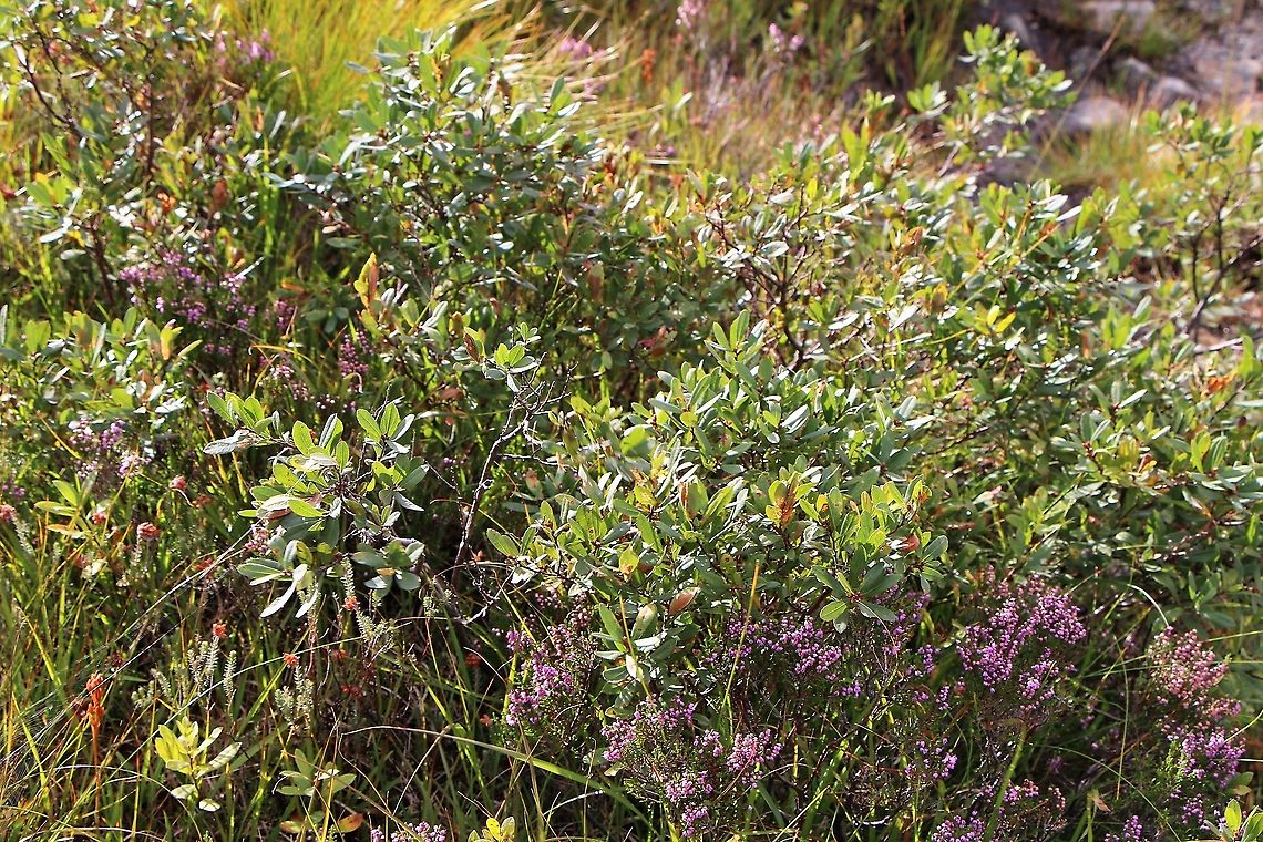Bog myrtle, with Ling Bog myrtle, with Ling (Calluna vulgaris) in flower Bog Myrtle,Calluna vulgaris,Ling,Myrica gale,Skye