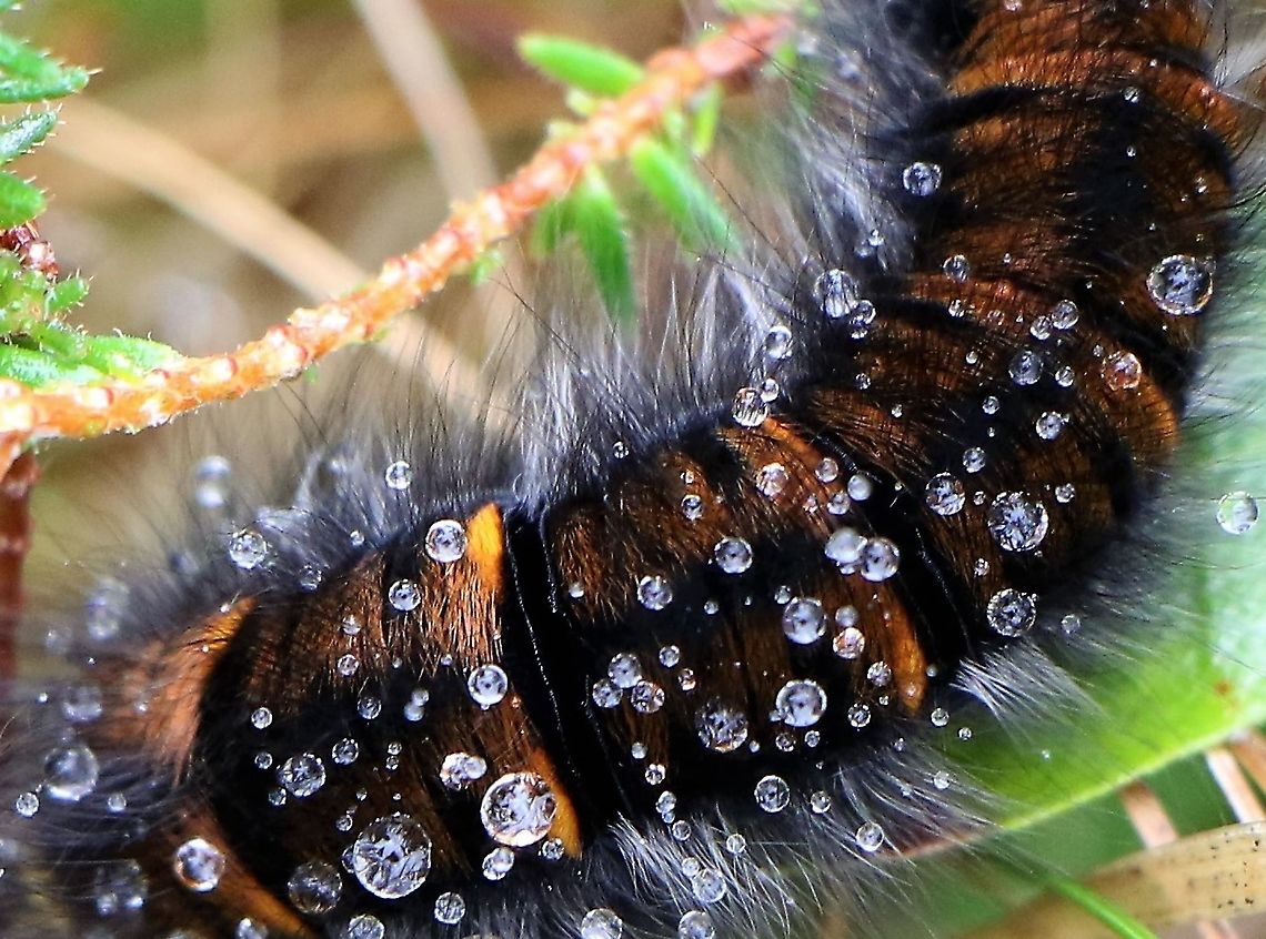 Fox moth caterpillar Fox moth caterpillar sporting raindrops on Beinn Shieldaig above Upper Loch Torridon Fox Moth Caterpillar,Macrothylacia rubi,Wester Ross