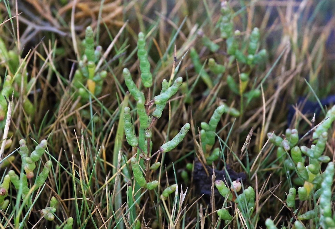 Samphire Samphire, Marsh Samphire, Common Glasswort - Too late to forage! Common Glasswort,Marsh Samphire,Salicornia europaea,Samphire,Skye