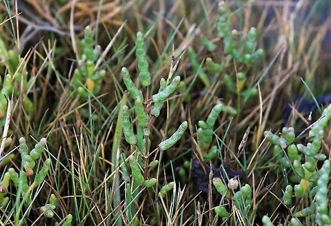 Samphire Samphire, Marsh Samphire, Common Glasswort - Too late to forage! Common Glasswort,Marsh Samphire,Salicornia europaea,Samphire,Skye