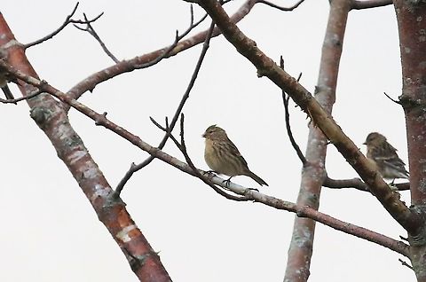 Twite Above the saltmarsh at Broadford Linaria flavirostris,Skye,Twite