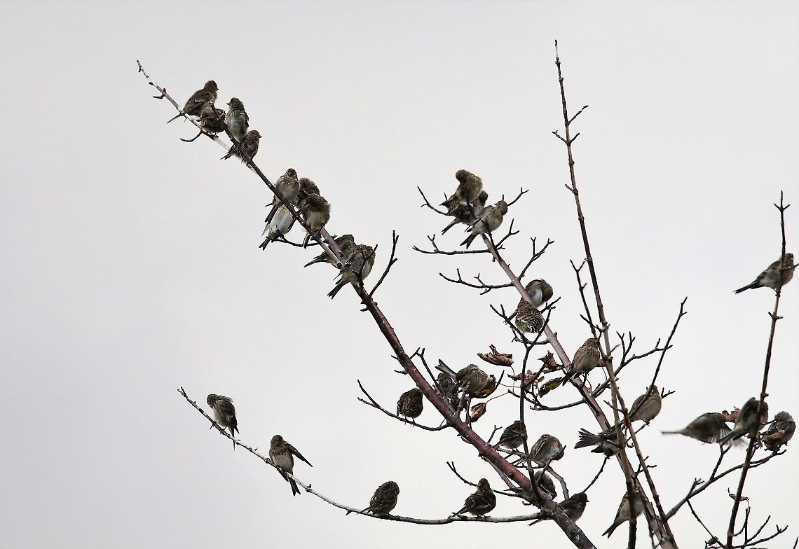 Twites above the saltmarsh Twites in the morning over the saltmarsh at Broadford Linaria flavirostris,Skye,Twite