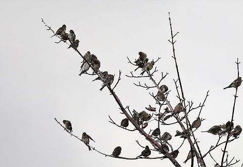 Twites above the saltmarsh Twites in the morning over the saltmarsh at Broadford Linaria flavirostris,Skye,Twite