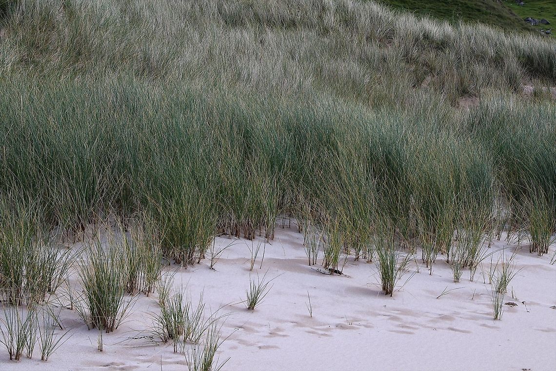 Marram Grass Marram grass behind Camus Mor beach along from Rua Reidhe lighthouse Ammophila arenaria,European marram grass,Wester Ross
