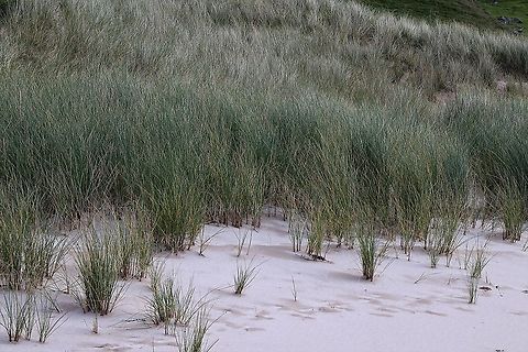 Marram Grass Marram grass behind Camus Mor beach along from Rua Reidhe lighthouse Ammophila arenaria,European marram grass,Wester Ross