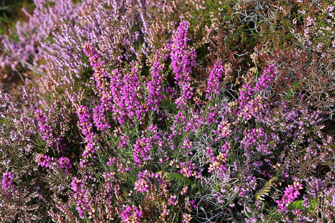 Bell Heather Bell heather on Beinn Shieldaig Bell heather,Erica cinerea,Wester Ross