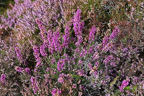 Bell Heather Bell heather on Beinn Shieldaig Bell heather,Erica cinerea,Wester Ross