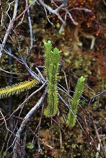 Fir Clubmoss On Beinn Shieldaig Fir Clubmoss,Huperzia selago,Northern firmoss,Wester Ross