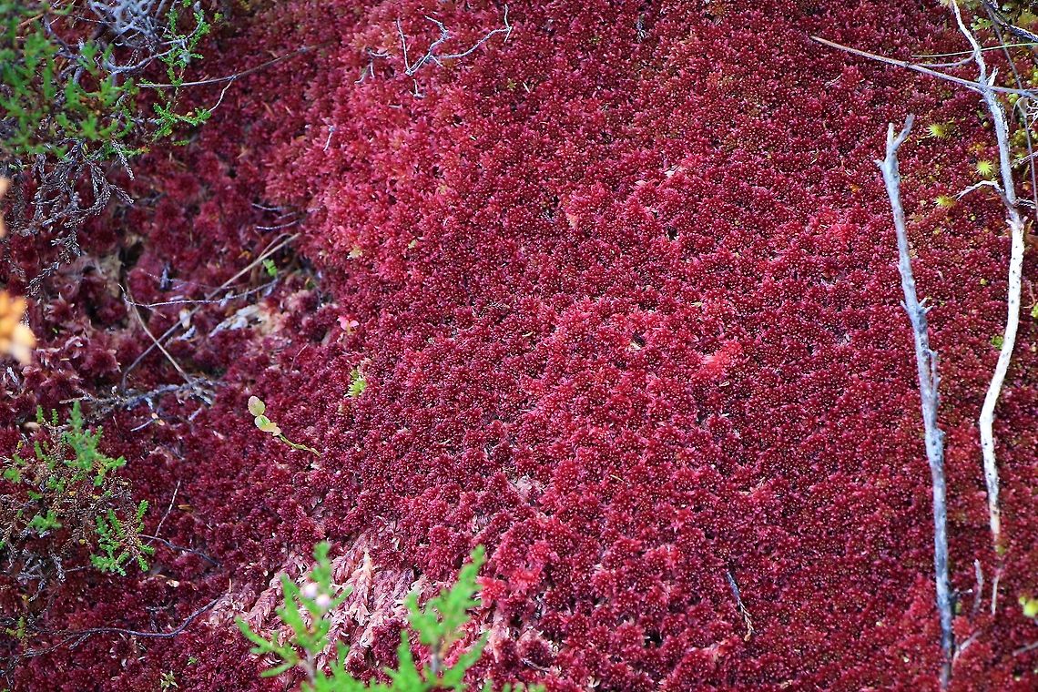 Red Sphagnum Moss One of the may native sphagnums, relatively easy to identify - on Beinn Shieldaig Red sphagnum,Sphagnum capillifolium,Wester Ross