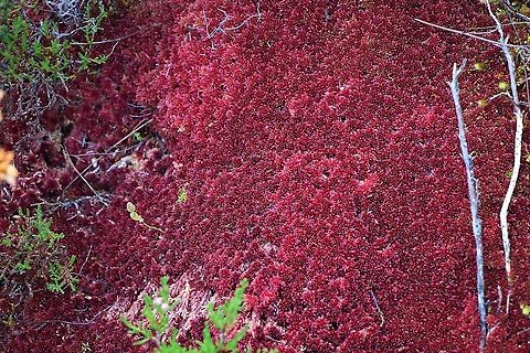 Red Sphagnum Moss One of the may native sphagnums, relatively easy to identify - on Beinn Shieldaig Red sphagnum,Sphagnum capillifolium,Wester Ross