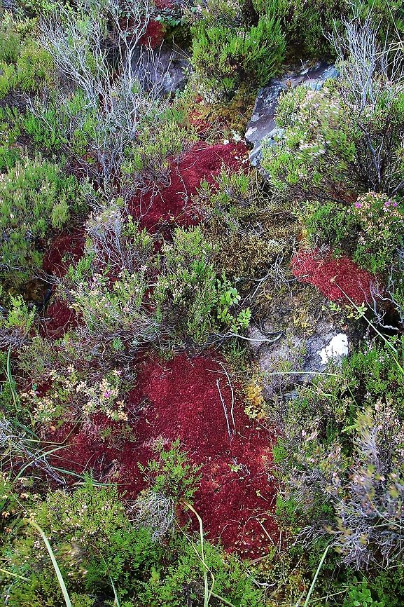 Red Sphagnum Moss Red sphagnum moss  on upland moorland with heather, lichens and bilberry (blaeberry) Red sphagnum,Sphagnum capillifolium,Wester Ross