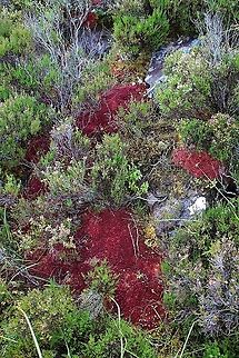 Red Sphagnum Moss Red sphagnum moss  on upland moorland with heather, lichens and bilberry (blaeberry) Red sphagnum,Sphagnum capillifolium,Wester Ross